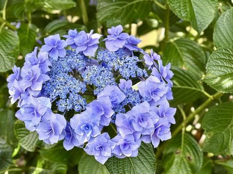 紫陽花 紫陽花,花,植物の写真素材