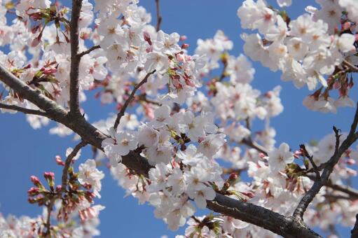満開の桜 sakura,桜,さくらの写真素材