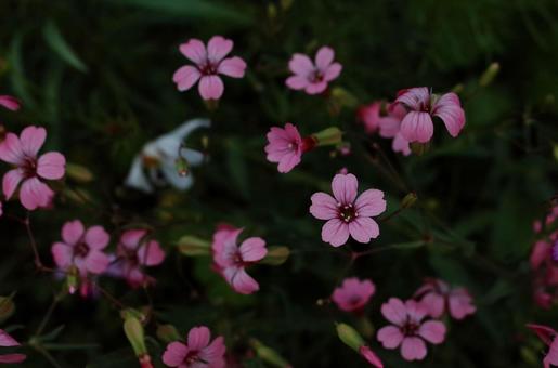 小さなピンクの花 小さなピンクの花 花,ピンク,小花の写真素材
