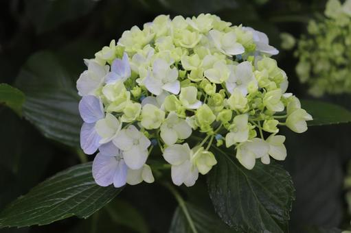 Photo, hydrangea, flower, rainy season, 