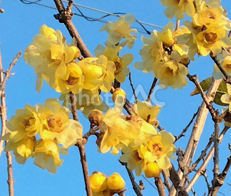 蝋梅　甘い香りのする１月の花 蝋梅,ロウバイ,梅の写真素材