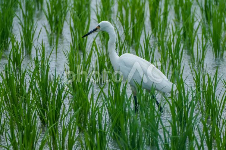 田んぼのチュウサギ シラサギ,中鷺,水田の写真素材