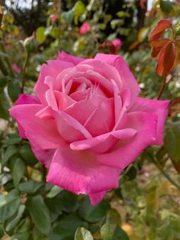 バラ 薔薇 花 バラ,薔薇,花の写真素材