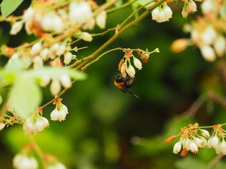 ブルーベリーの花とクマバチ ブルーベリーの花とクマバチの写真