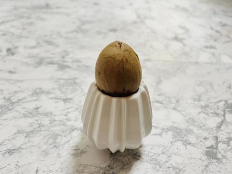 アボカドの種 アボカドの種 栽培,アボカド,育てるの写真素材