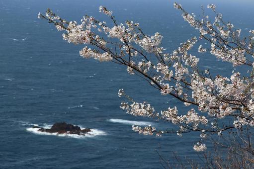 日本海を背景に桜 日本海を背景に桜 桜,サクラ,ソメイヨシノの写真素材