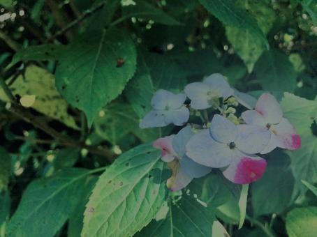 Hydrangea,, JPG Hydrangea,, JPG
