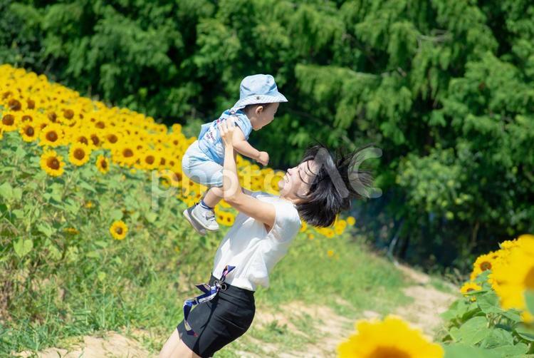 ひまわり畑でジャンプする家族 ひまわり,ひまわり畑,家族の写真素材