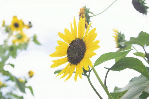 ひまわり 植物,ひまわり,ヒマワリの写真素材