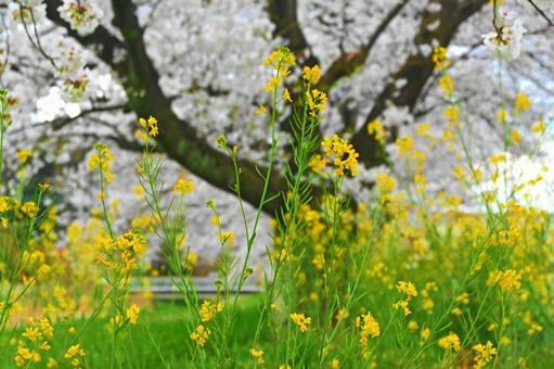 菜の花と桜 菜の花と桜 桜,菜の花,木の写真素材