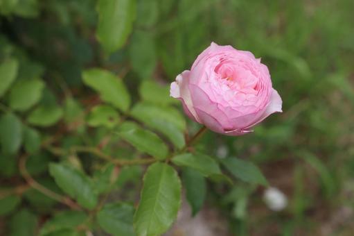 バラ園にて桃色の薔薇を撮影しました バラ園にて桃色の薔薇を撮影しましたの写真