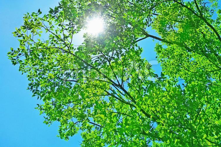 樹木と空 木漏れ日,木洩れ日,樹木の写真素材