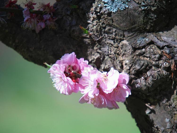 満開の平岡梅林公園 梅,梅林公園,花の写真素材