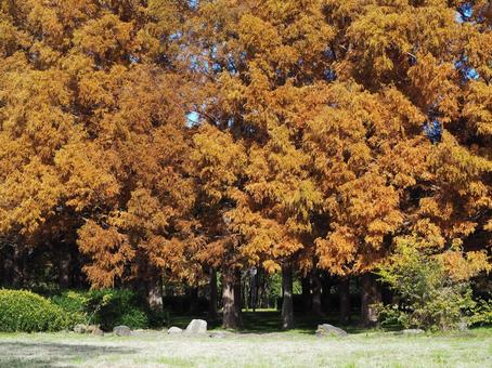 水元公園の紅葉・メタセコイアの森・葛飾区 秋,水元公園,紅葉の写真素材