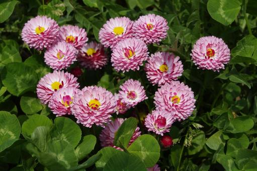 Photo, daisy, chrysanthemum, perennial grass, 