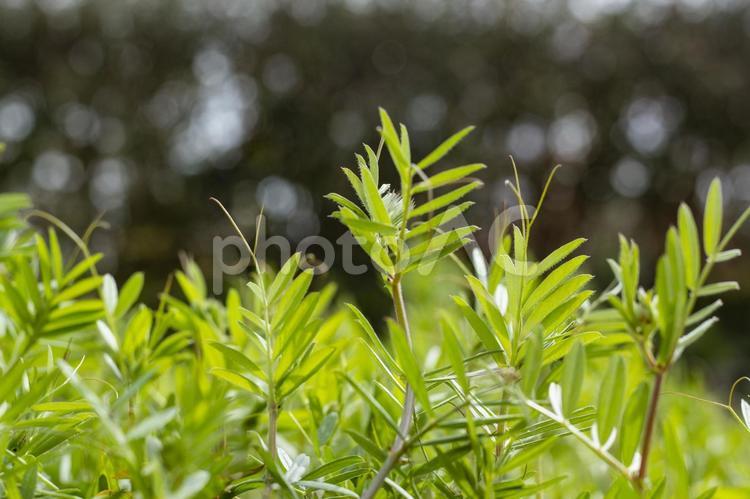 瑞々しい草2 草,瑞々しい,みずみずしいの写真素材