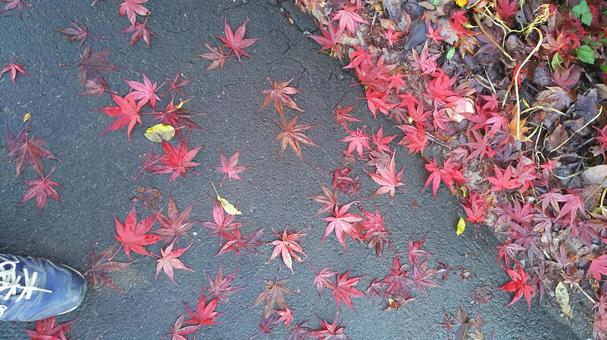 綺麗な落ち葉 紅葉,落ち葉,秋の写真素材