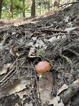 きのこ(ハナイグチ) きのこ(ハナイグチ) 茸,キノコ,きのこの写真素材
