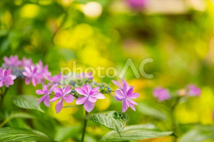 あじさい寺の紫陽花の風景 あじさい,初夏,紫陽花の写真素材