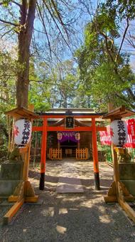 Photo, wakamiya hachiman shrine, omiya hachiman palace, torii, 