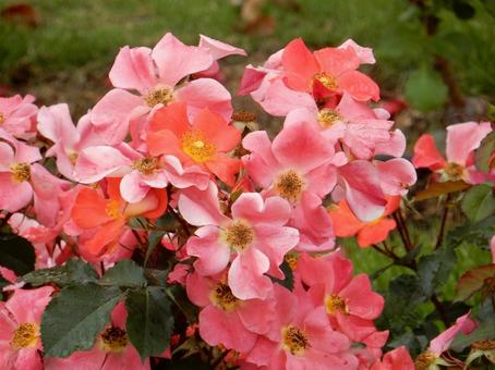 【薔薇の写真】バラの花 【薔薇の写真】バラの花 の写真