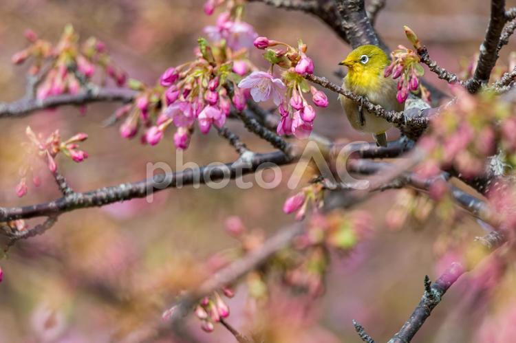 咲きはじめの河津桜とメジロ 河津桜,桜,メジロの写真素材