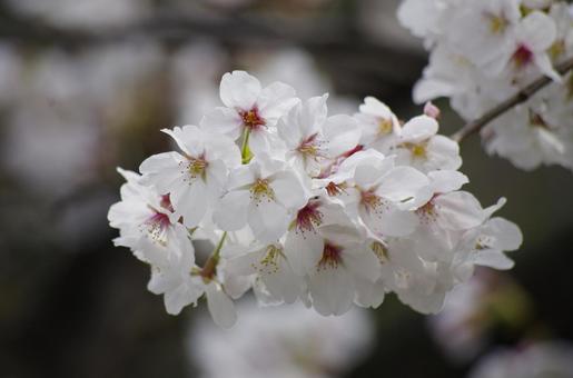 千鳥ヶ淵の桜 桜,花,春の写真素材