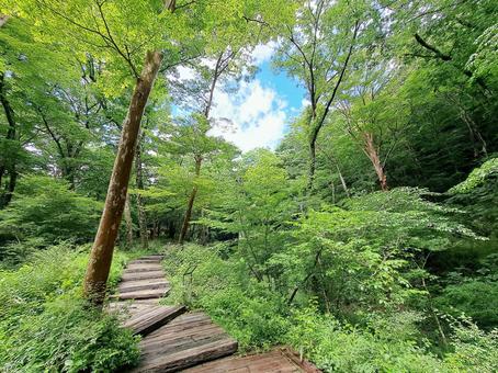 遊歩道・森林 遊歩道,森林,散策の写真素材
