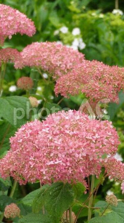 180606権現堂の紫陽花 権現堂,紫陽花,梅雨の写真素材