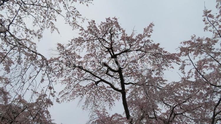 醍醐寺　境内の風景　しだれ桜 醍醐寺,真言宗,総本山の写真素材