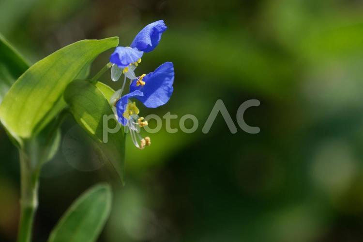 梅雨が明けても美しいツユクサ01 ツユクサ,草花,花の写真素材