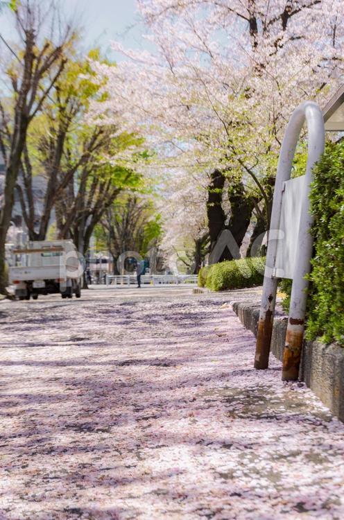 散り始めた桜の花びらで埋め尽くされた道 桜,満開,春の写真素材