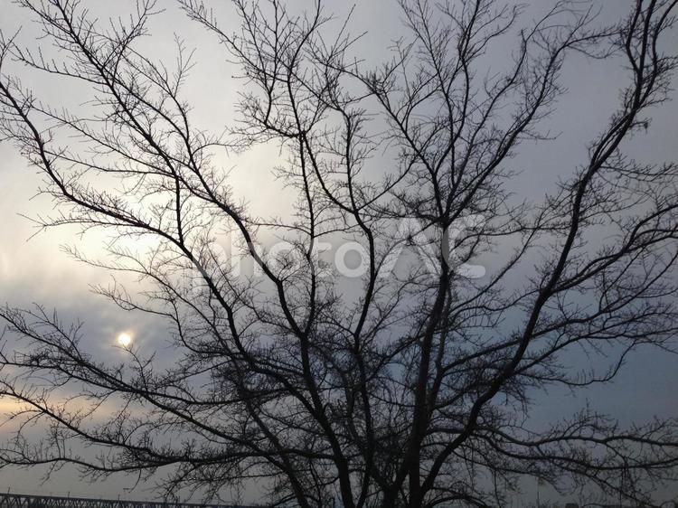 木のシルエット シルエット,木,木材の写真素材