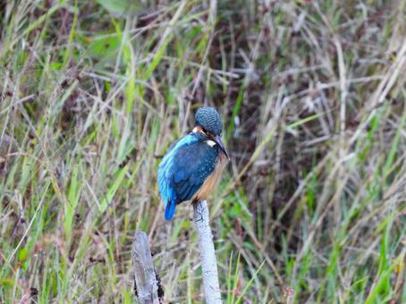 草地に立つ枯れ枝にとまるカワセミ2の写真