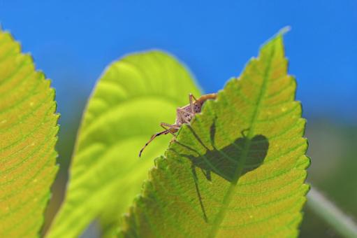 Stink bug and shadow, insect, insect, creatures, JPG