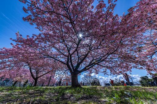 河津桜 河津桜の写真