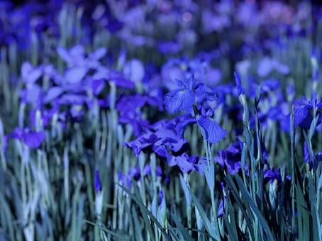Horikiri Iris Garden at night Illuminated irises, JPG