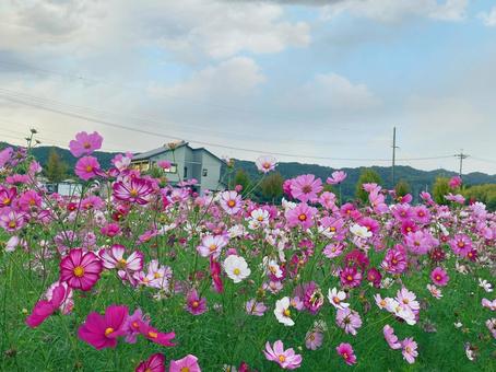 コスモス コスモス コスモス,秋,景色の写真素材