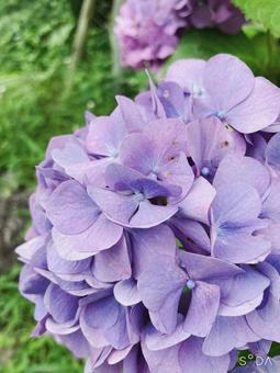 名残の花の写真