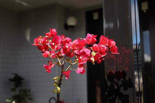 真紅のブーゲンビリアとモダンな建物 ブーゲンビリア,真紅,赤の写真素材