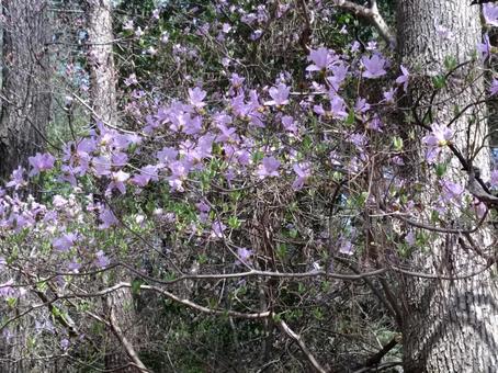Photo, kagawa prefecture, kobuchi park, natural, 