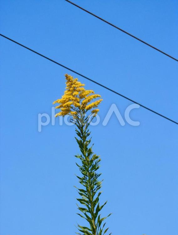 秋空と電線とセイタカアワダチソウ セイタカアワダチソウ,solidagoaltissi,黄色い花の写真素材