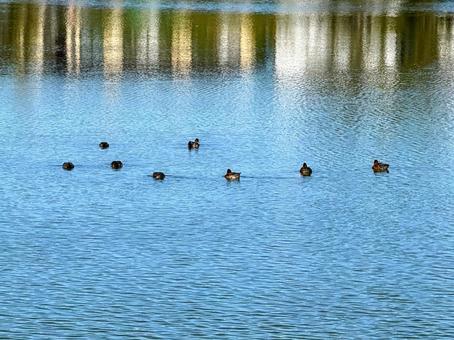 水面を優雅に泳ぐカモの群れ 水面を優雅に泳ぐカモの群れ カモ,水鳥,群れの写真素材