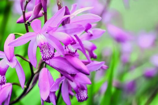 シランの花 シランの花 の写真