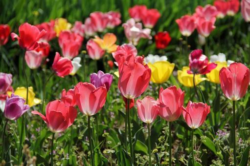チューリップ・Tulips　咲く風景 球根植物,チューリップ,風景の写真素材