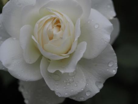 雨に濡れた白いバラ　アイスバーグ⑤ バラ,薔薇,花の写真素材
