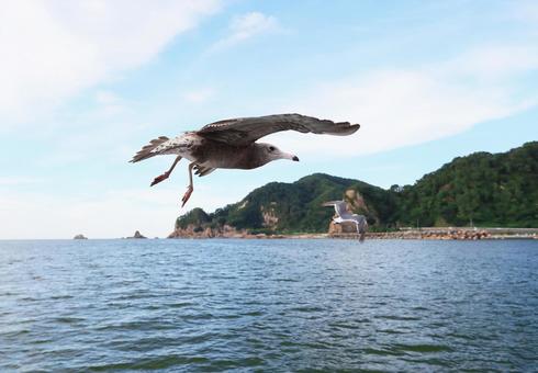 ウミネコ 笹川流れに舞う ウミネコ 笹川流れに舞う ウミネコ,海猫,鳥の写真素材