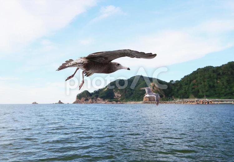 ウミネコ　笹川流れに舞う ウミネコ,海猫,鳥の写真素材