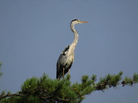 Grey Heron, JPG