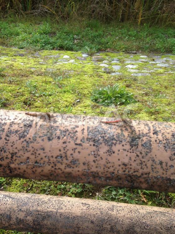 赤とんぼの夫婦がてすりで休む風景 トンボ,赤,秋の写真素材